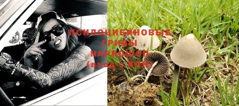 Псилоцибиновые грибы Psilocybe  Комсомольск-на-Амуре 